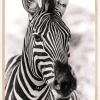 Zebra Plakat (21x29.7 cm (A4))